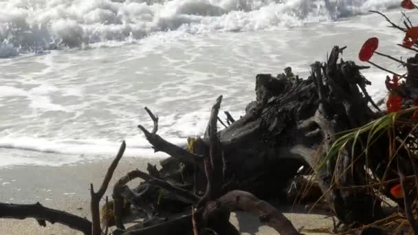 Ondas batendo na praia batendo troncos — Vídeo de Stock
