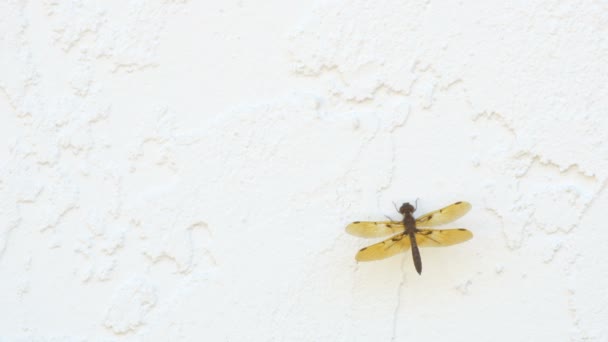 Dragonfly στον τοίχο — Αρχείο Βίντεο