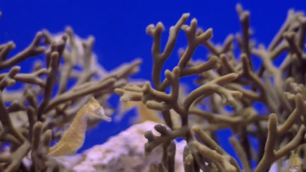 Caballos de mar amarillos aferrados al coral — Vídeo de stock