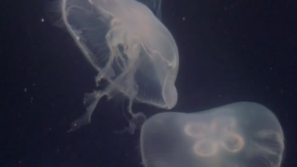 Kilka jellyfish pływacki — Wideo stockowe