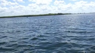 Birkaç yunuslar Florida sularda, 4 k Yüzme