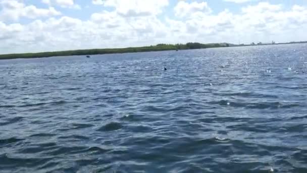 Plusieurs dauphins nageant dans les eaux de Floride, 4K — Video