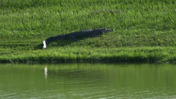 Alligator on bank in Florida neightborhood, 4K — Stock Video