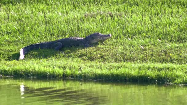 Un alligator plonge dans l'eau, 4K — Video