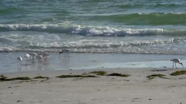 Amerikaanse witte Ibis vogels Kies strand voor de menselijke voeding, 4k — Stockvideo