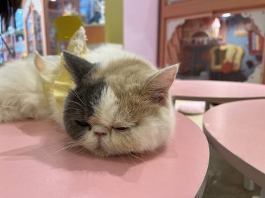 adorable cat sleeping peacefully inside cozy bowl shape bed at cat cafe. warm yellow dress decorations and soft lighting create calm and relaxing atmosphere, perfect for lazy afternoon nap kitten