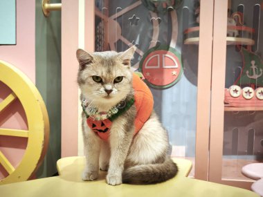 Ekose elbise ve inci kolye giyen sevimli kedi renkli kedi kafesinin içinde oturuyor. Gri kedi kameraya tuhaf bir ifadeyle bakıyor, oldukça samimi ve eğlenceli bir dekorasyonla çevrili.