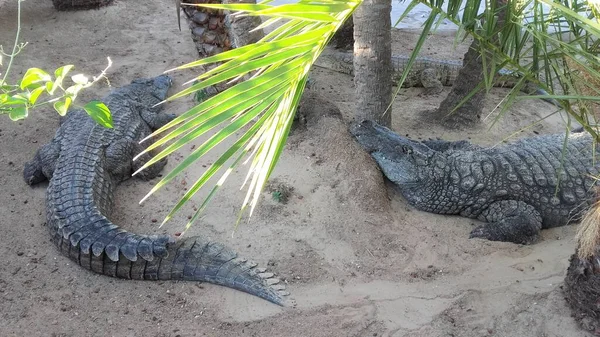 Palmiye Ağaçlarının Altında Timsahlar Tropik Bölgelerde Tatiller — Stok fotoğraf