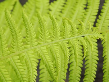 Büyük eğrelti otunun arka planında küçük yeşil bir eğreltiotu.