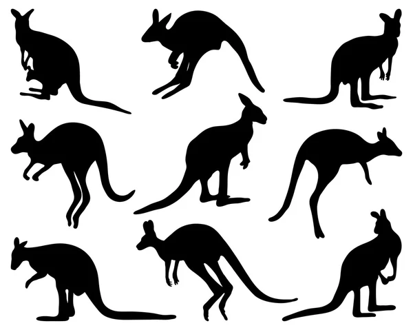 Kangaroo — Stock Vector