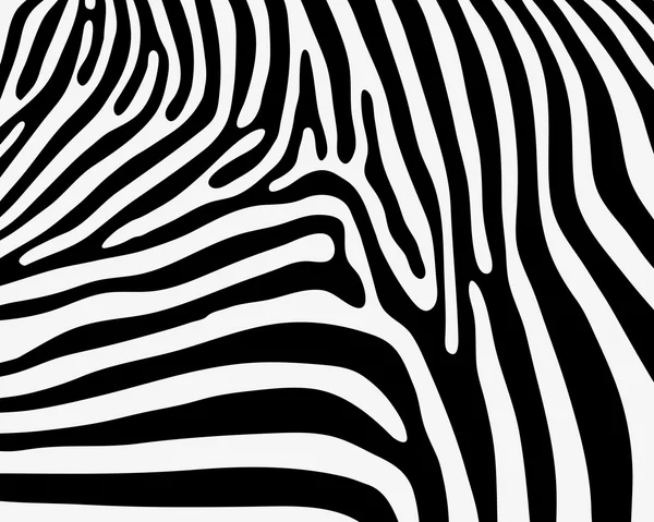 Pele de zebra — Vetor de Stock