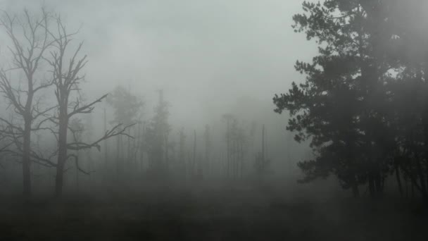 Ürkütücü eski sis 4 k döngü haddeleme ile orman — Stok video