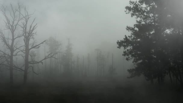 Bosque antiguo espeluznante con niebla rodante 4K Loop — Vídeos de Stock