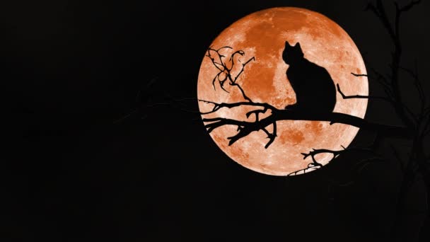 Black Cat Branch Orange Full Moon Loop Features Silhouette Cat — Stock Video