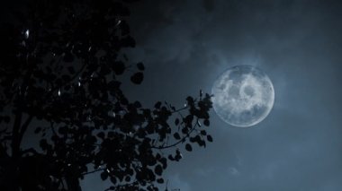 Dolunay Aspen Ağacı Esintisi 'nde Siluet Mavisi 4K mavi bir gökyüzünde dolunayda siluetli kavak yaprakları arasında bir görüntü oluşturur..