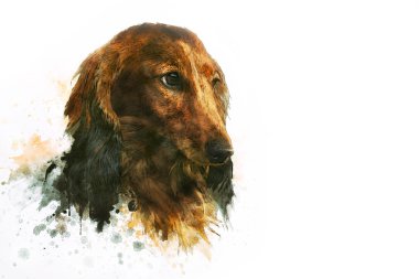 Tabloyu bir daksund köpek