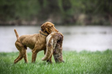 Wirehaired Vizsla