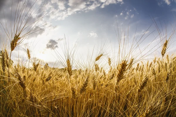 Campo de trigo — Fotografia de Stock