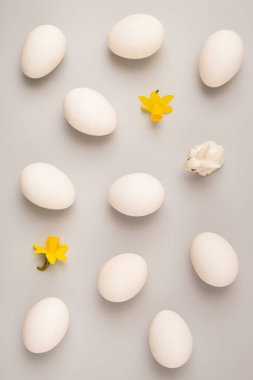 Beyaz Paskalya yumurtaları ve sevimli bir tavşan iki sarı nergisle modern pastel gri arka planda düzensiz bir desen oluşturuyor. Düz yatıyordu. Tatil konsepti teması.