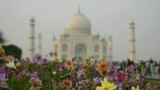 Blommor i gräsmattan på bakgrund av ur fokus Taj mahal i Agra A världsarv. — Stockvideo