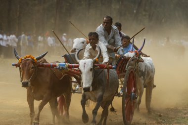 Bullock sepeti 30 Nisan 2014, yarış Nagaon, çevre Alibaug, Maharashtra, Hindistan.