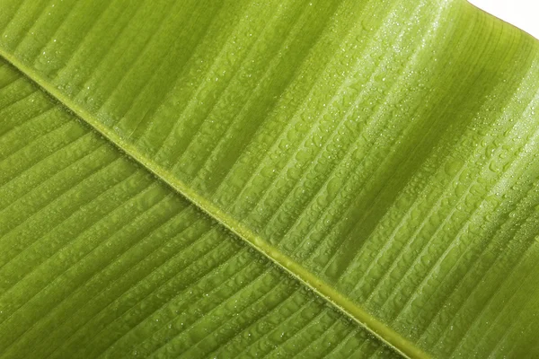 Folha de banana fresca com gotas de água . — Fotografia de Stock