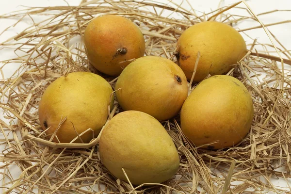 Alphonso mango z maharashtra india. Obrazek Stockowy