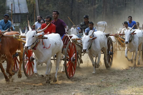 Bullock koszyka wyścigu na 30 kwietnia 2014 roku, w Nagaon, w pobliżu Alibaug, Maharasztra, Indie. Zdjęcie Stockowe