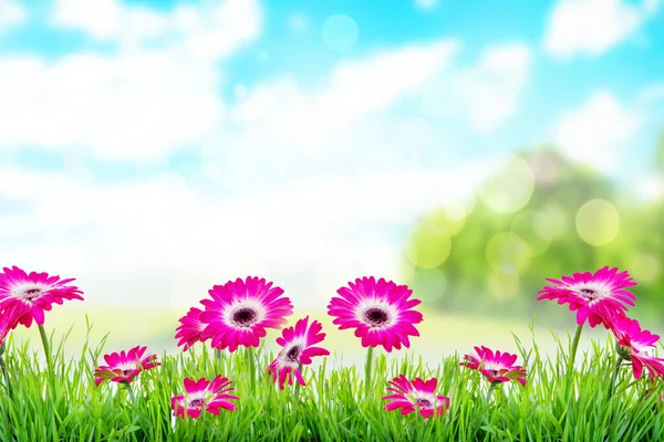 Green Grass Gerbera Spring Time Park Background — Stock Photo, Image