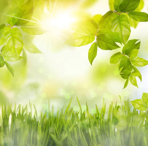 Zelené Listy Stromě Jarním Pozadí Před Rozmazané — Stock fotografie
