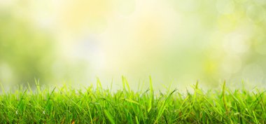 Çimen ve yaprakların doğada olduğu yaz arkaplanı. 