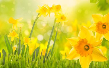 Beyaz arkaplanı izole et ve kurguyu göster.