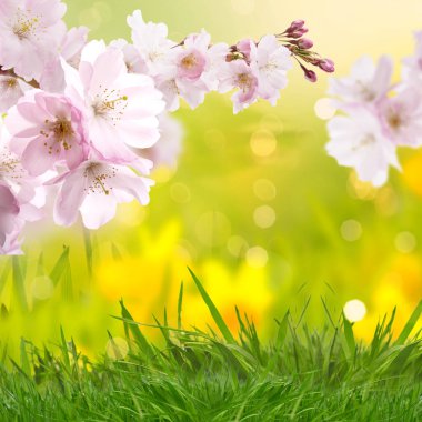 Güzel yaz mevsiminde kiraz ağacı ve bahar mevsimi, tebrik kartı..