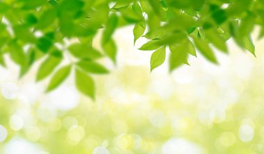 Güzel yaz mevsiminde kiraz ağacı ve bahar mevsimi, tebrik kartı..