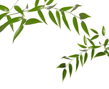 Güzel yaz mevsiminde kiraz ağacı ve bahar mevsimi, tebrik kartı..