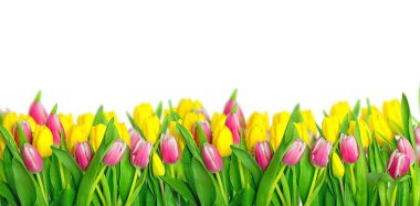 Güzel yaz mevsiminde kiraz ağacı ve bahar mevsimi, tebrik kartı..