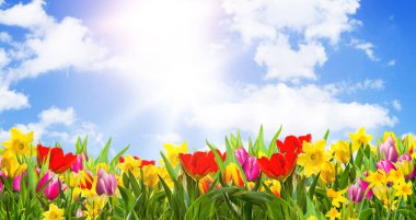 Güzel yaz mevsiminde kiraz ağacı ve bahar mevsimi, tebrik kartı..