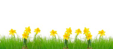 Laleler, nergisler ve narsislerle dolu mavi gökyüzü tarlası.