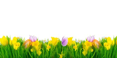 Laleler, nergisler ve narsislerle dolu mavi gökyüzü tarlası.