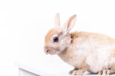 Laleler, nergisler ve narsislerle dolu mavi gökyüzü tarlası.