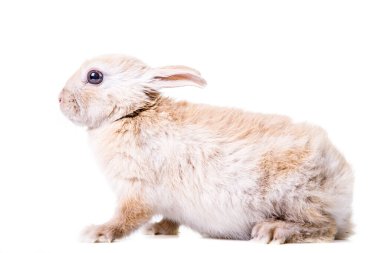 Laleler, nergisler ve narsislerle dolu mavi gökyüzü tarlası.