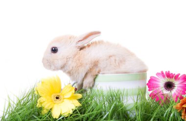 Laleler, nergisler ve narsislerle dolu mavi gökyüzü tarlası.