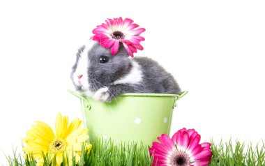 Laleler, nergisler ve narsislerle dolu mavi gökyüzü tarlası.