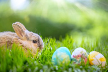 Paskalya için küçük tavşancık. Baharda bahçede Paskalya yumurtası pişirip boyamış. Tebrik kartı ve duvar kağıdı.