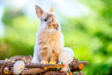 Paskalya yumurtaları ve ilkbaharda açık yeşil doğa arka planıyla ahşap sepetteki bebek tavşan..