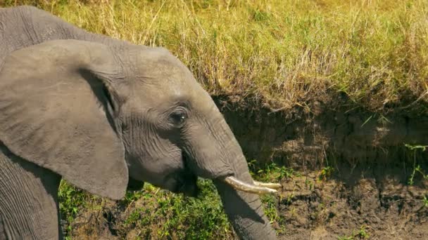 Safari olifant drinkt water met zijn slurf — Stockvideo