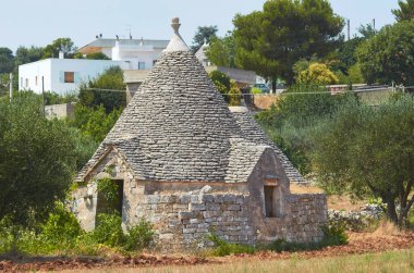 Geleneksel kuru taş kulübe Trullo olarak bilinen konik çatılı, kırsal kesimde zeytin ağaçları ile çevrili Alberobello, Puglia, İtalya, Avrupa.