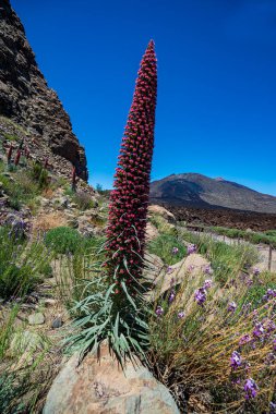 Kırmızı Tajinaste, Teide Ulusal Parkı, Tenerife, Kanarya Adaları, İspanya