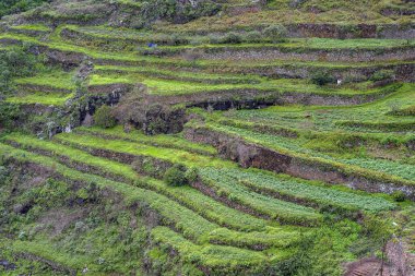 Tarım ürünleri terasta. Tenerife. Kanarya Adaları. İspanya