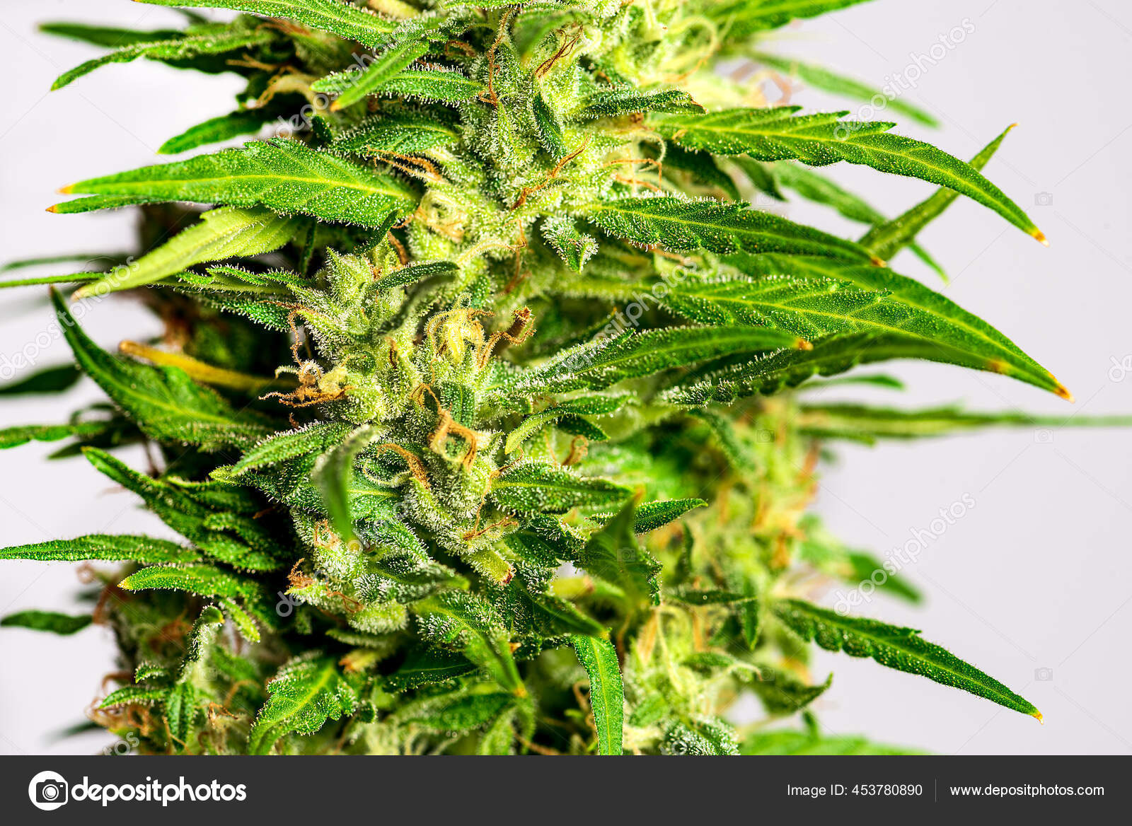 用白色背景的三头草种植大麻植物 图库照片 C Linorossi
